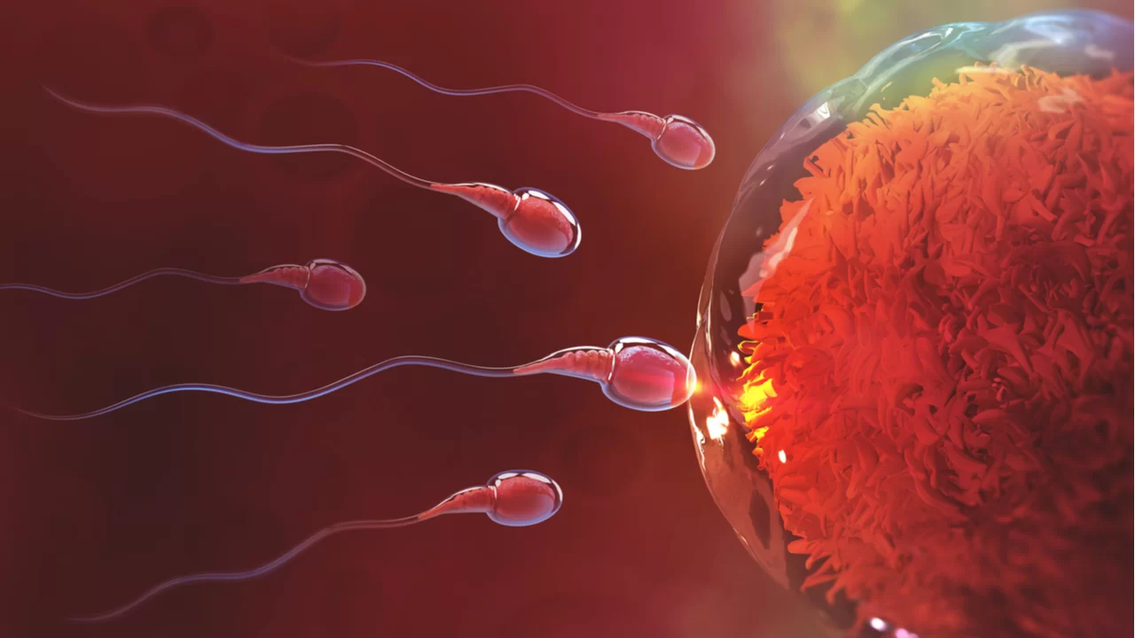 Demystifying Men’s Fertility: Understanding the Factors that Impact Male Reproductive Health